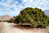 Marocco meridionale - Escursione a piedi nei pressi di Tafraoute, albero di argan lungo il sentiero che porta alle rocce dipinte e alla roccia chiamata 'il cappello di Napoleone'.